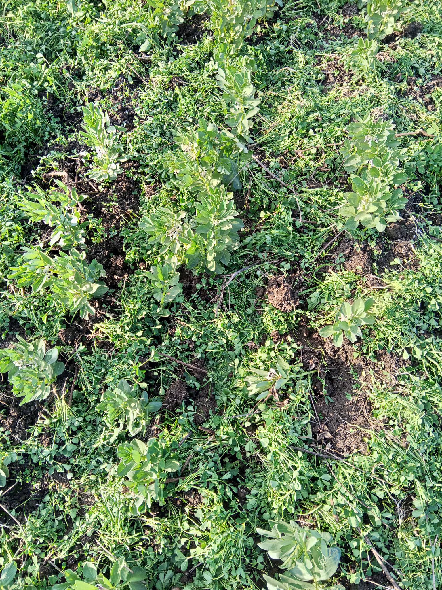 استفسار عمر الفول 57 يوم اسيبه علي وضعه ولا احرت ولا اعمل ايه بالظبط ارجو الإفادة